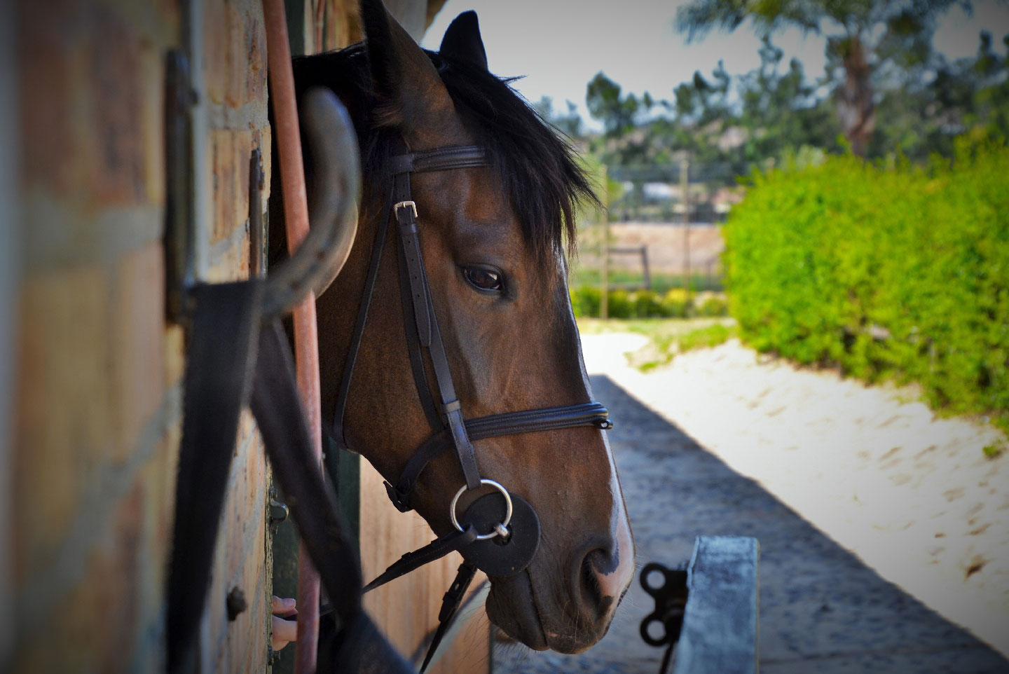 Horse riding Cami de Cavalls Menorca Portblue Hotel Group