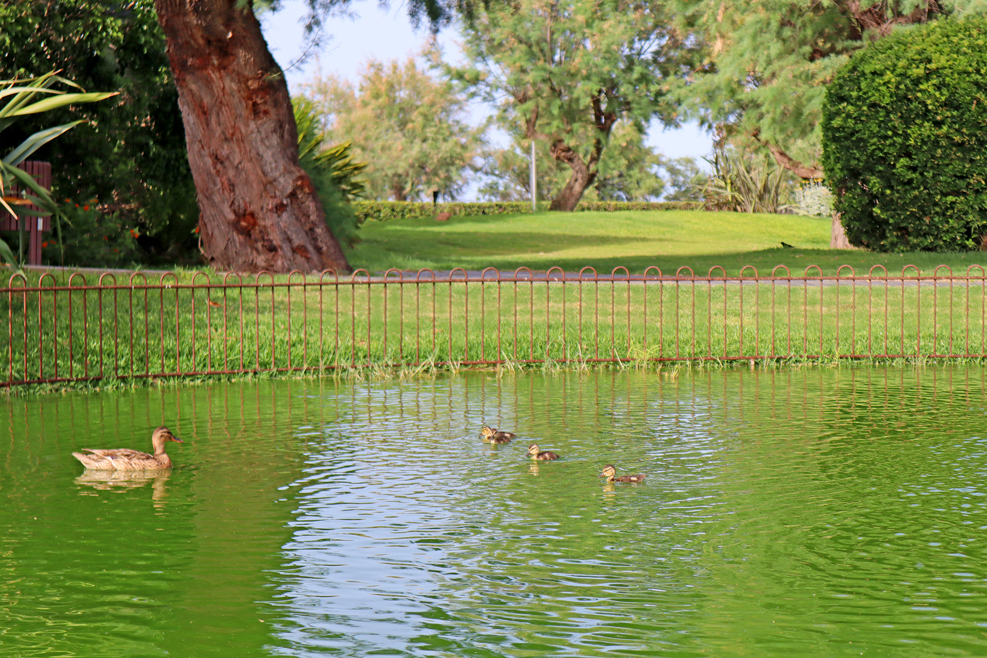 jardines Club Pollentia